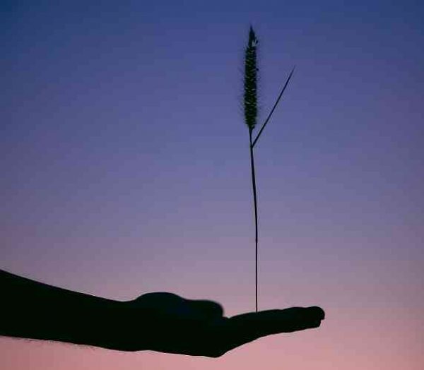 Photo d'un brin de blé en équilibre